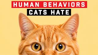 12 Human Behaviors Cats Hate And Wish You Wouldn’t Do (You Might Be Doing This Right Now)