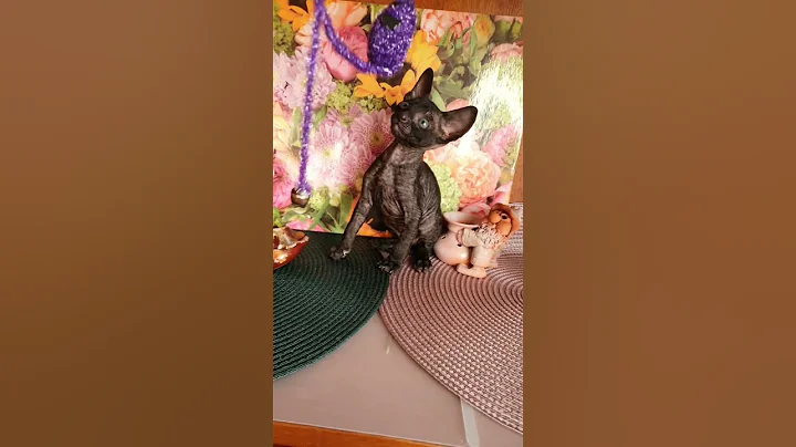 Video 11283751: hilarious cornish rex cats, kitten toys, kitten funny