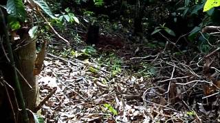 Friends of OSA Neenah Paper Reforestation Project @Neenahpaperandpackaging