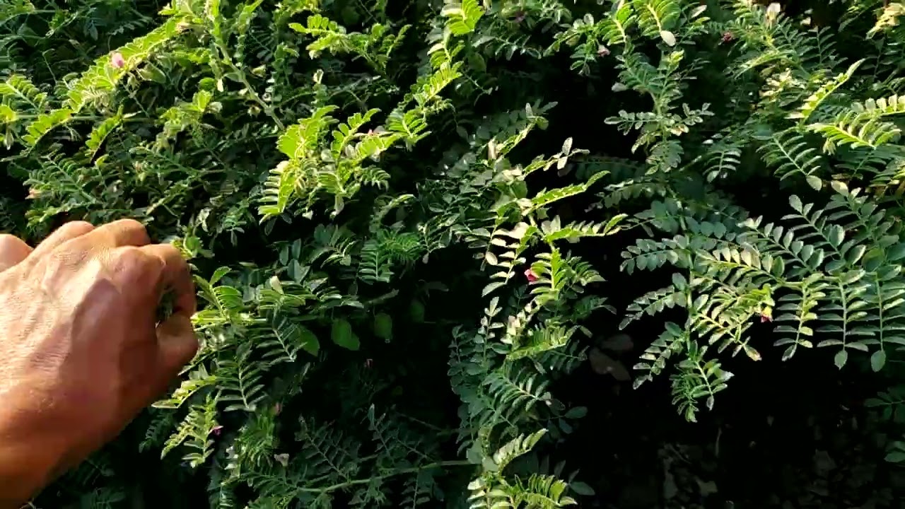 तालाब में चलने की फसल थोड़ी बहुत हो जाएगी