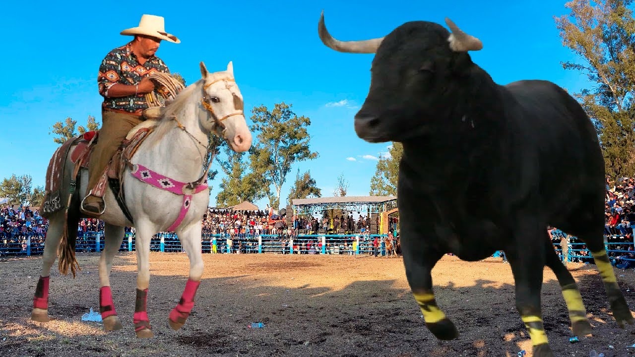 ¡ JARIPEO DE TOROS BRAVOS BUSCA CABALLOS! EN CANTABRIA MICHOACAN 27 DE ENERO 2025