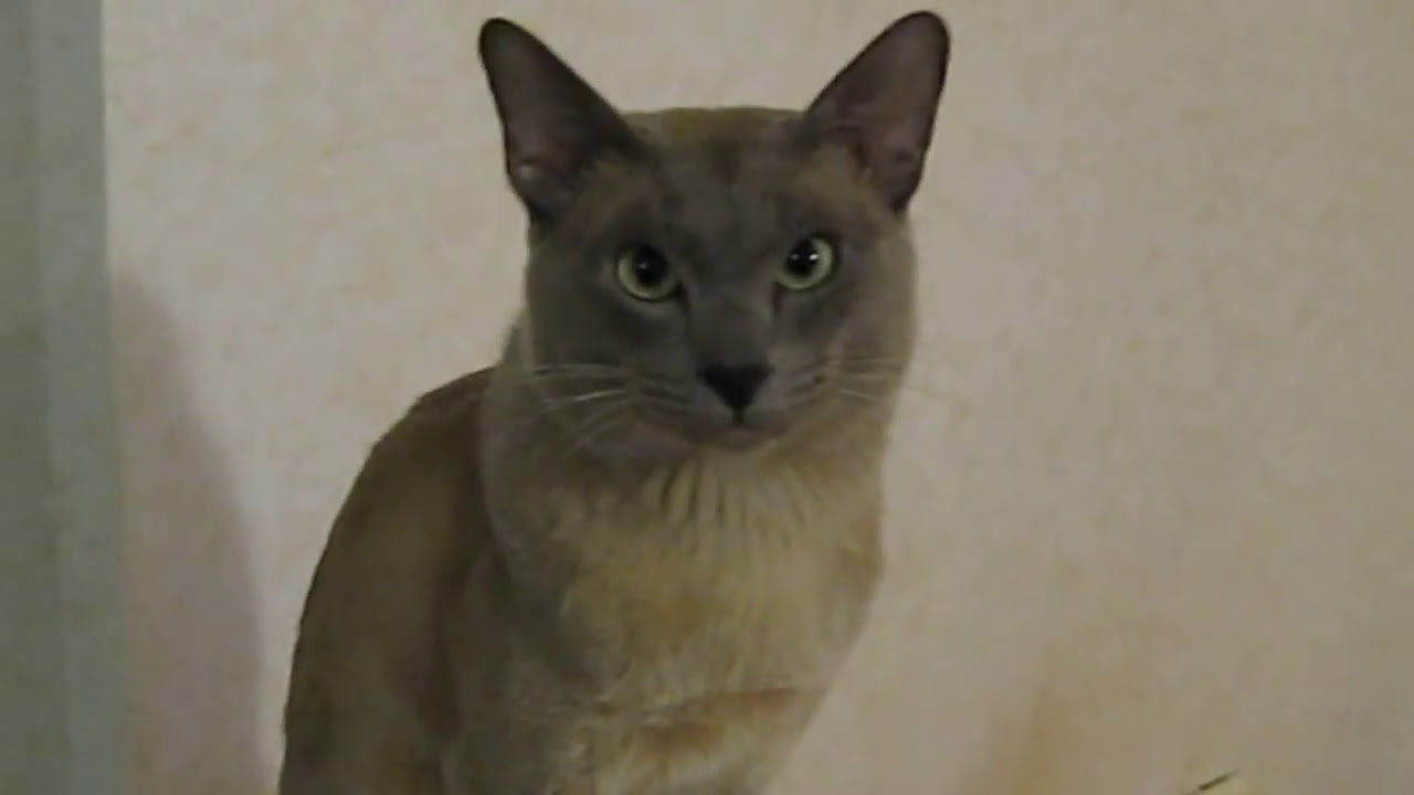 Astor - a tonkin cat