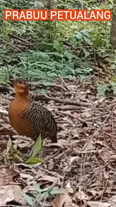suara merdu puyuh hutan besar||puyuh tarun