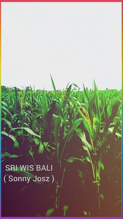 STORY WA 'SRI WIS BALI' ( Sonny Josz )  https://youtu.be/xIahlRxQMmk
