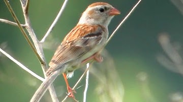 Field Sparrow Chipping