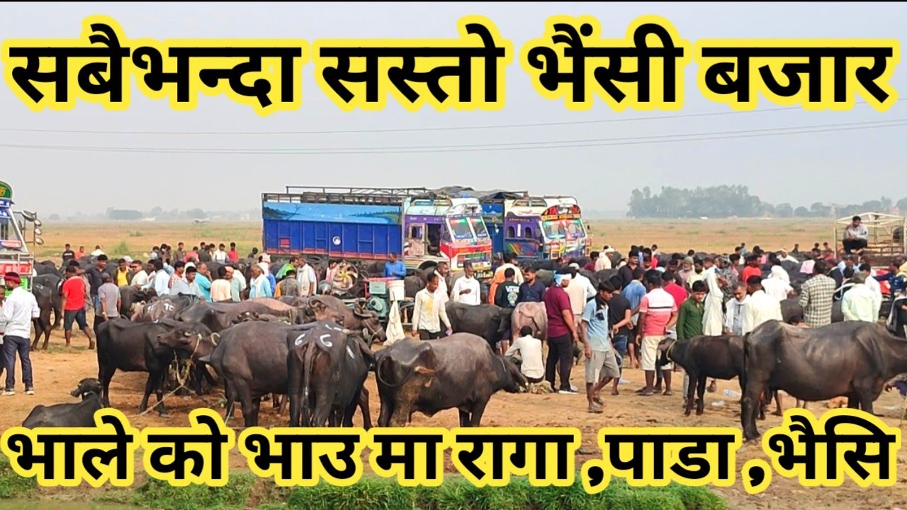 नेपाल को सबैभन्दा सस्तो र ठूलो भैंसी बजार ! buffalo market in nepal ! nepali village !