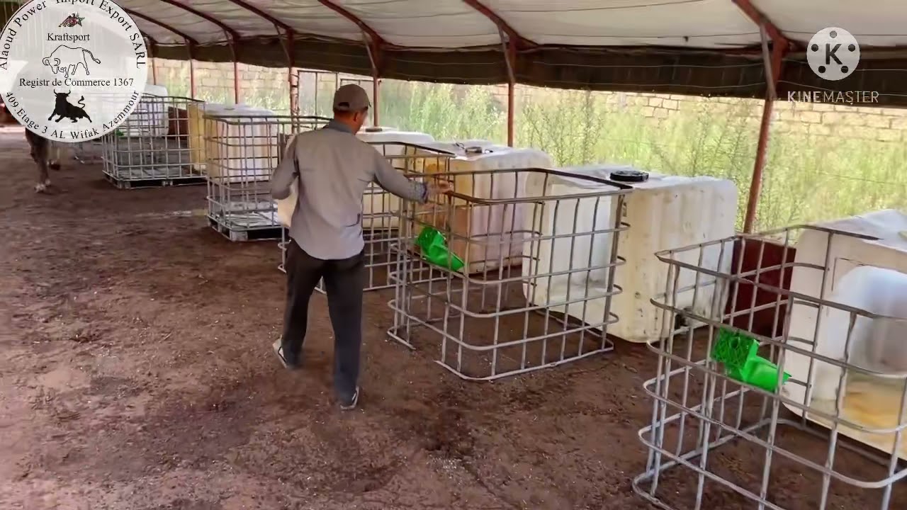 شوف طريقة الحصول على شهادة ‏الاستيراد‏ العجول والابقار ONSSA