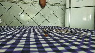 Galerinha Limpando A Mesa Do Café