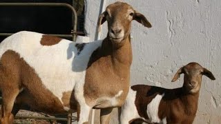 Damara sheep lambs with quality meat! B3genetics Stud Breeders