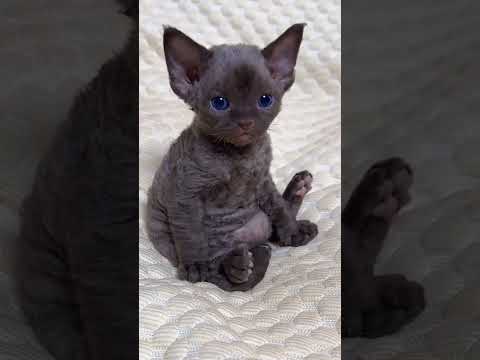 Cats living their silly life