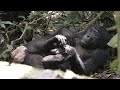 Alpha Female Bonobo, Kiku!