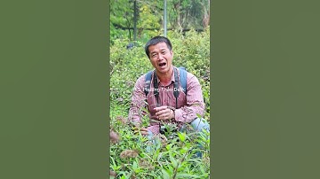 Mần tưới – Cây thuốc mát gan, giải độc, tiêu mụn nhọt, được ông bà ta tin dùng từ xưa đến nay #phunu