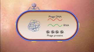 Steps in Replication of T4 Phage in E  coli HD Animation screenshot 5