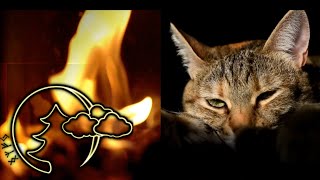 Релакс Мурлыканье кошки у камина для сна Исцеляющее МурлыканьеA purring cat next to the fireplace #5