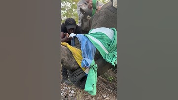 A saying we use in rhino relocation is - adapt, improvise and overcome! 🦏🌍  #justiceforgomo