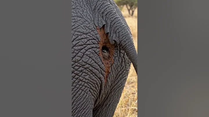 A Bird Built Its Nest Where?! 😳🕊️🐘 #Shorts