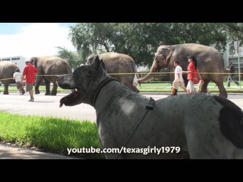 Pit Bull Sharky VS. Elephants!!! Walking to Relaint Park, Houston TEXAS