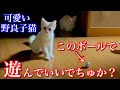 深夜の食後にボール遊びをする野良子猫たちが可愛すぎる