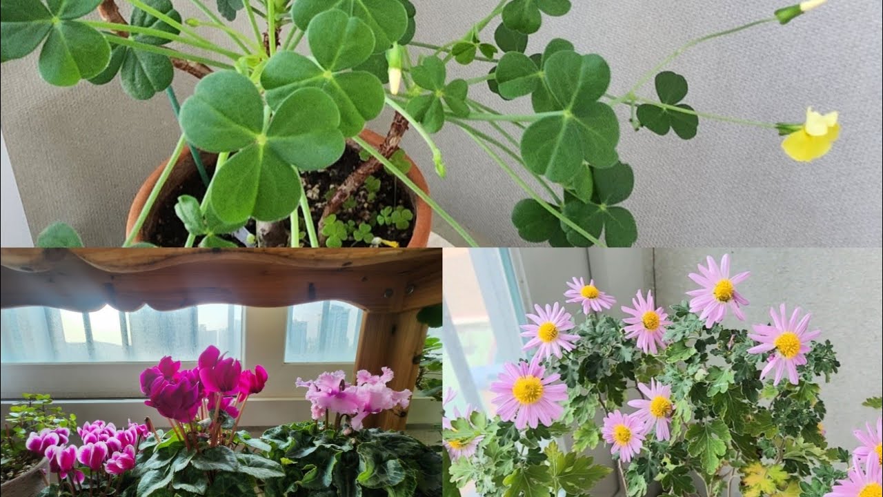 #당근마켓 에서 구매한 #신닌기아 #카노사#제라늄#레위시아#시클라멘#베란다정원#plants #gardening 