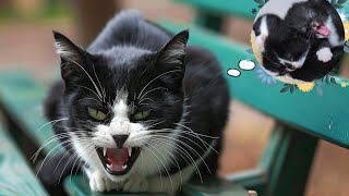 Attempt to save a very angry mother cat with two newborn kittens!! by Pawmission 4 views 6 days ago 9 minutes, 28 seconds