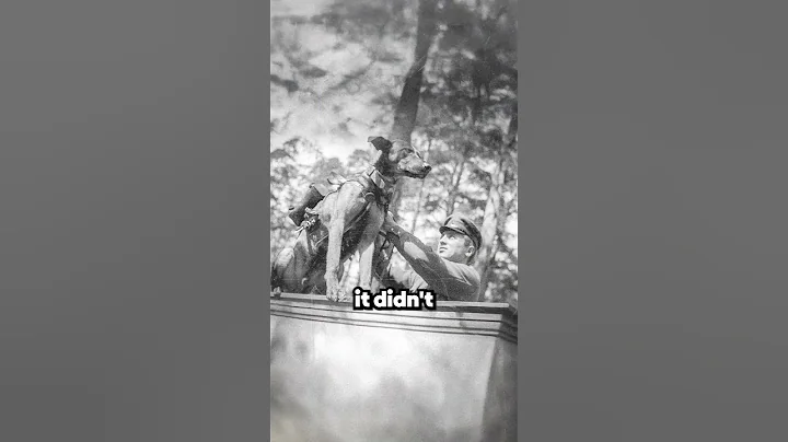 Exploding Dogs of World War 2 🤯