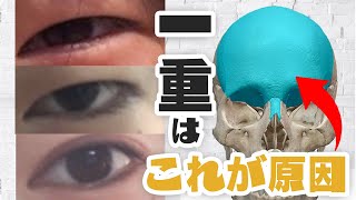 【美容家 必見】一重 が治る◯◯骨マッサージ【 整形 , 美容 , アイプチ ,アイテープ ,瞼 】