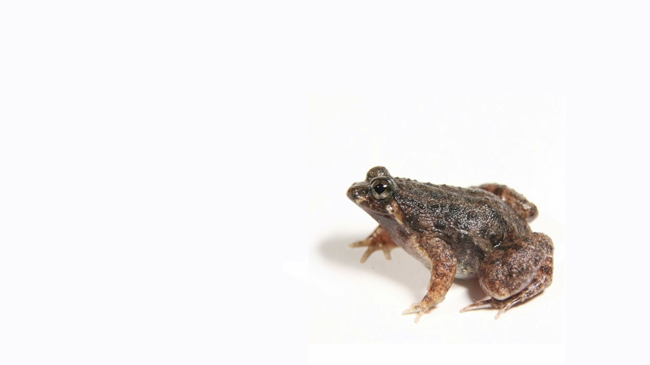 Nature I Amphibian acoustic I Round-tongued Floating Frog - Occidozyga martensii