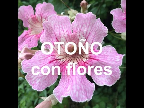 Video: ¿Qué Flores Y Plantas Ornamentales Pueden Decorar Tus Parterres De Primavera A Otoño?