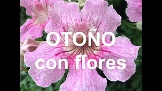 FLORES de otoño y siembra para primavera (Hemisferio SUR) - YouTube