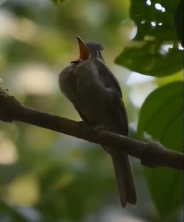 burung kicau #burungkicaudialamliar #birdsounds