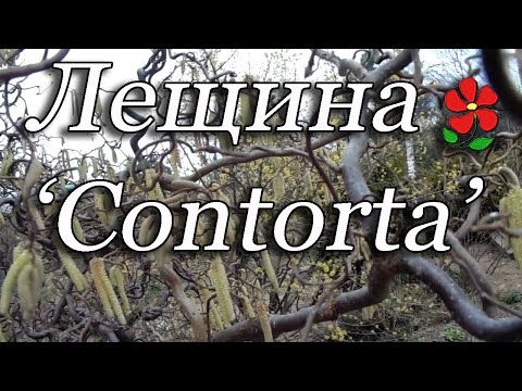 Лещина Contorta -