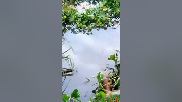 Câu Lure Cá Sông Dính Con Râu Dài Trong Hố Lục Bình