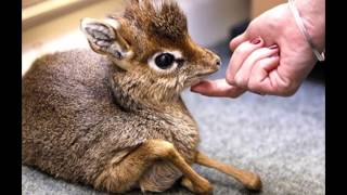 Bebe Animaux Trop Choux Youtube Bebe Animaux Trop Choux Youtube