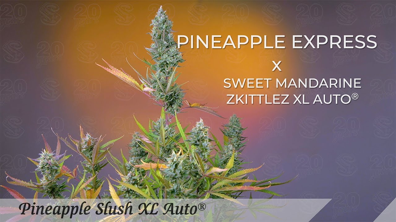 PINEAPPLE SLUSH XL AUTO® - Sweet Seeds® 2025