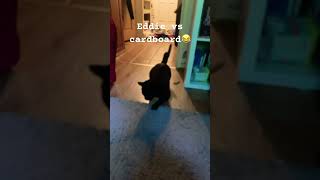 Eddie vs cardboard😂#cat #fun #cute #cardboard #chasing #hypercat #catmemes #funny #fypシ゚viral #fyp