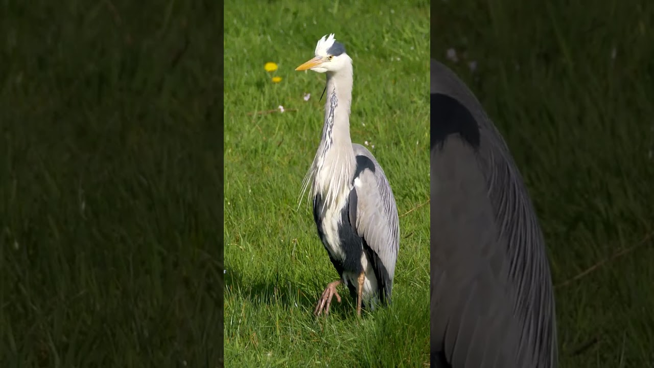 Grey Heron Calling 
