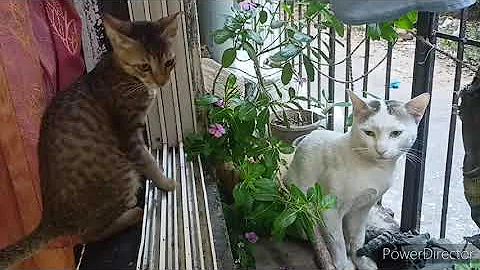 Watch the video about Adorable Kitty Plays with Big Cat Boy! Cute and Funny Cat Playtime. We adopted cats