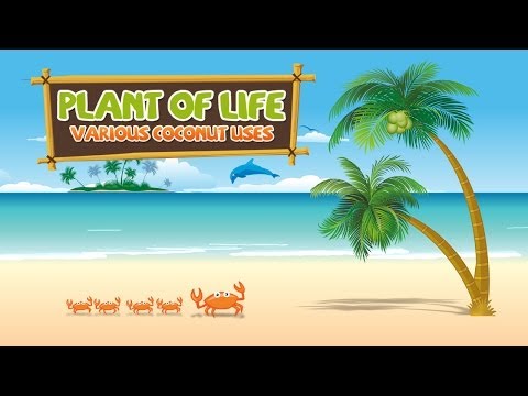 Amazing Uses of Coconut: The Plant of Life