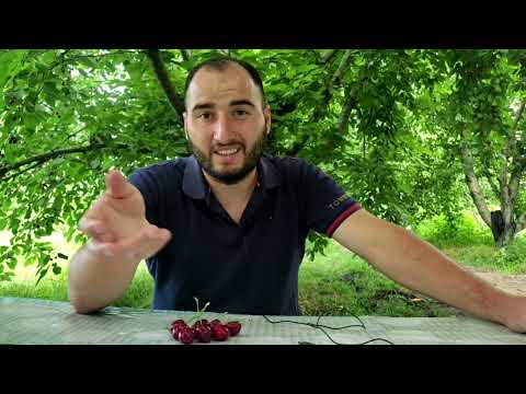 Video: Bağbanlara məsləhət verməliyəm?