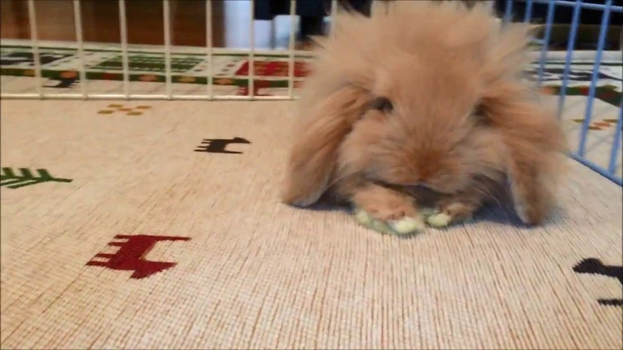 かわいい モフモフでフサフサなうさぎ アメリカンファジーロップ American Fuzzy Lop Youtube