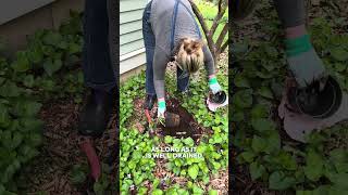 What to do with Easter Lilies after Easter #homestead #gardening #lilies #flowers #gardeninghacks #