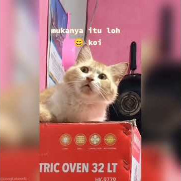Ekspresi Kucing Ketika Mendengar Tetangga Bertengkar