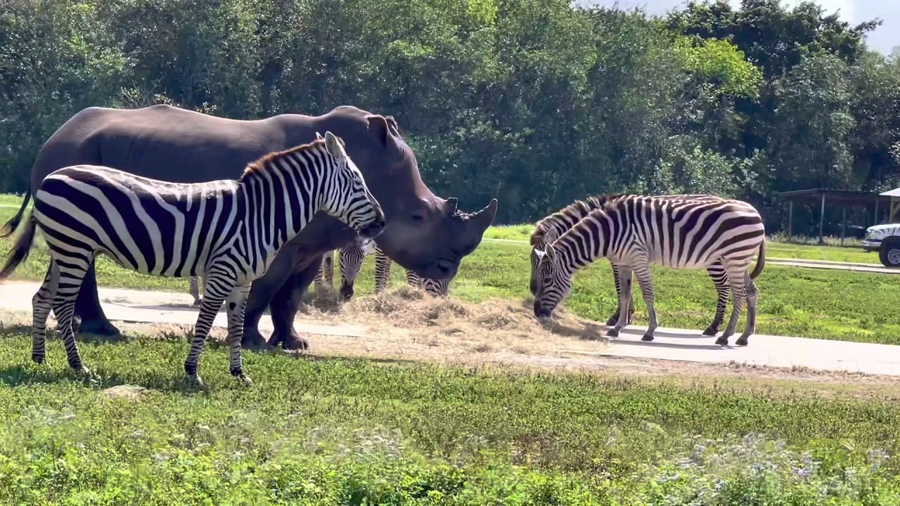 drive through safari miami