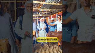 ঢাকা চলে যাচ্ছে কুরবানি ছাগল নাটোর থেকে। #farmbanijjo #goat #whitegoat #sheepshaver