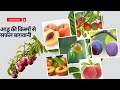 exotic fruit plants  Peach 🍑  family, Nectarine नेक्टराइन और आडू में क्या अंतर है?