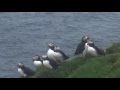 Faroe islandssorvagurmykines