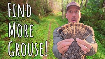 5 Tips to Find MORE GROUSE! How to Grouse Hunt