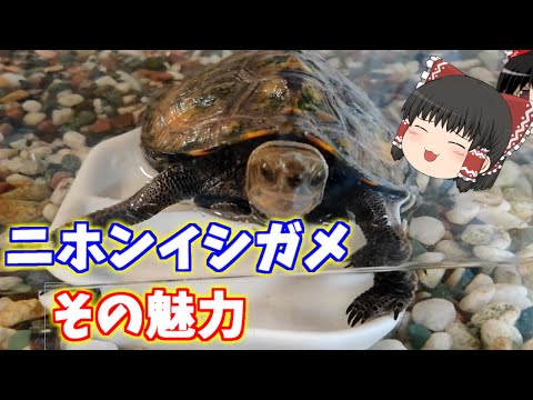 ニホンイシガメの魅力を紹介します ゆっくり実況