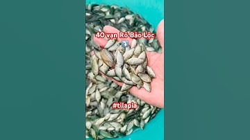 ✅ 40 vạn Rô Bảo Lộc biểu 500-800 giống ở Miền Bắc (Hải Phòng) 0962646883 #giathuysan #tilapia #fish
