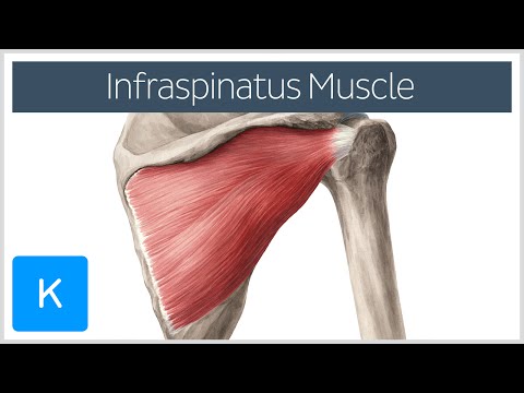 Infraspinatus Muscle - اصل، اندراج اور فنکشن - انسانی اناٹومی | کنہب